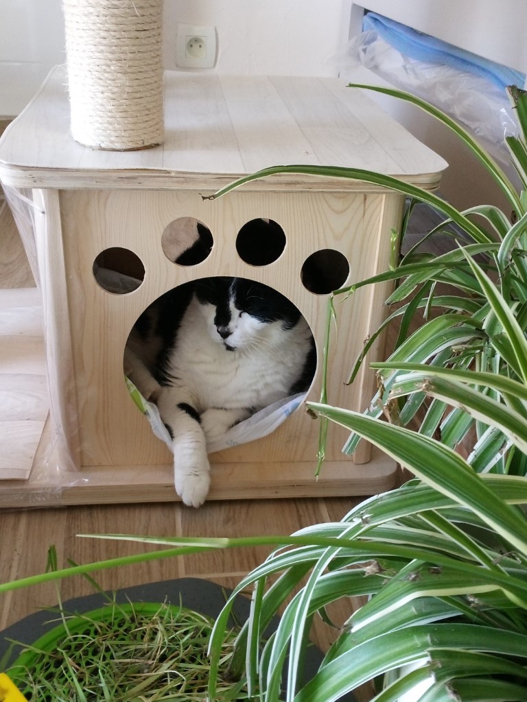 carousel/Chat caché dans le catio