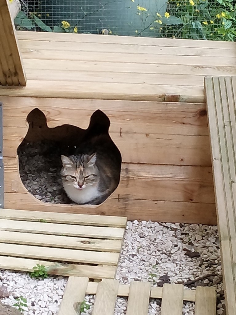 carousel/Chat dans le catio