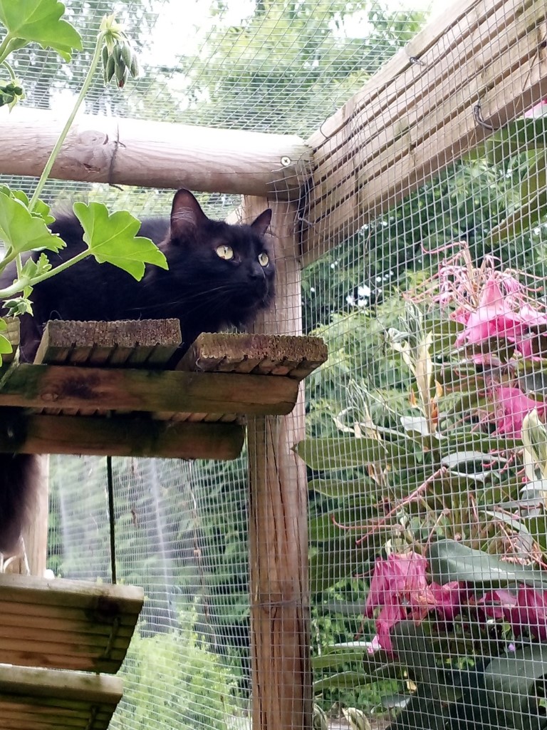 carousel/Chat en observation sur la plateforme du catio