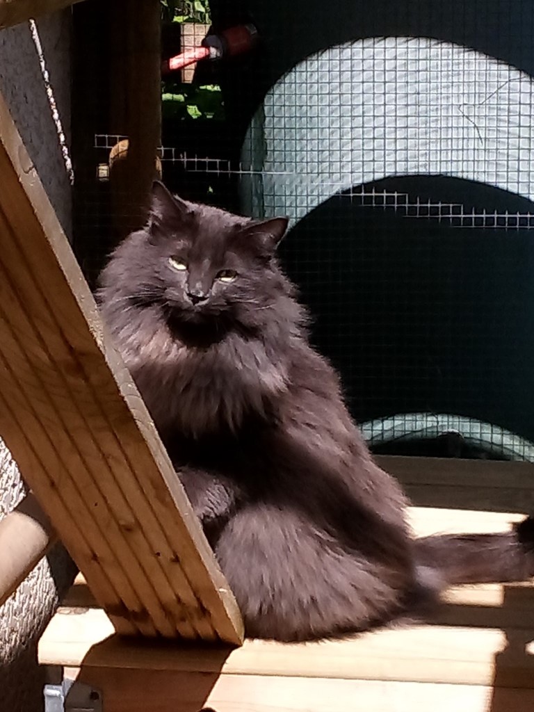 carousel/Chat joueur dans le catio