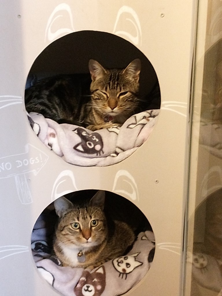 carousel/Maison à chats