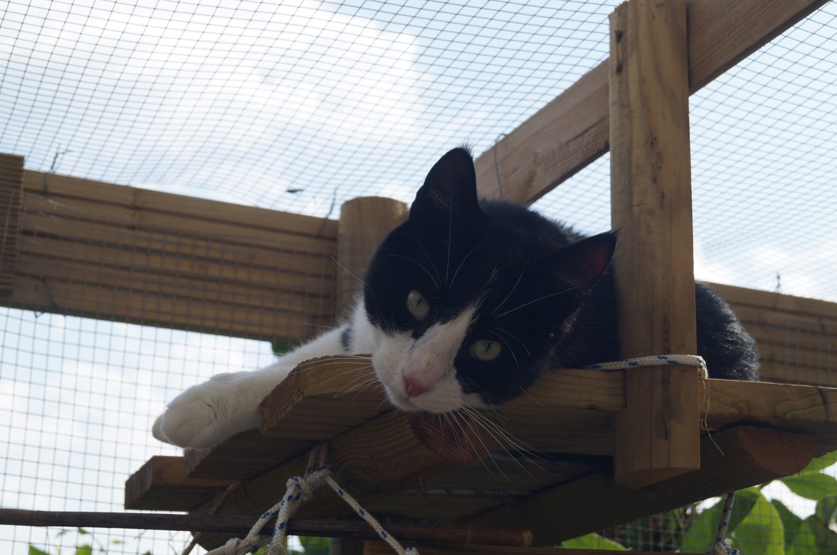 carousel/Moment de détente dans le catio