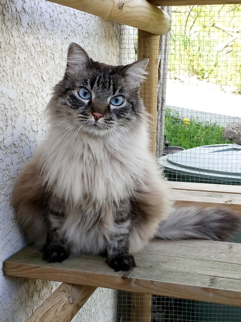 carousel/Promenade dans le catio sécurisé